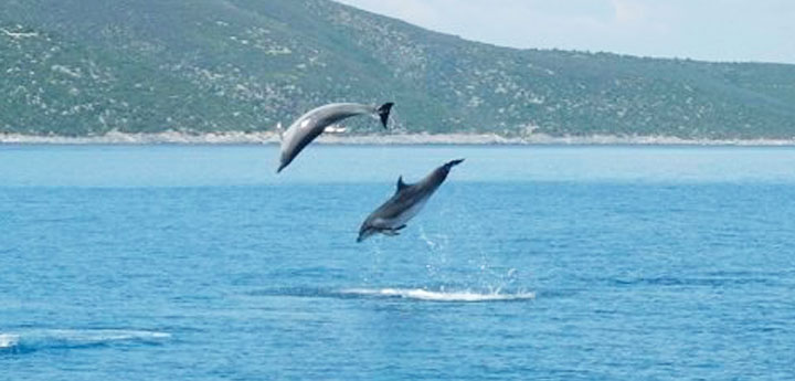 dolphin watching trips Kalamata