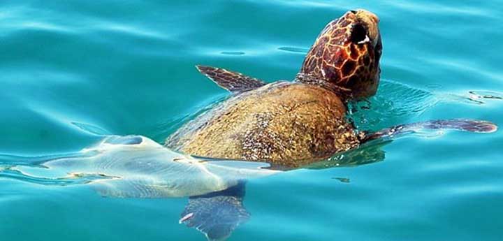 turtle watching trip Kalamata