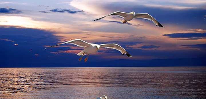 wildlife trips Messinia Tours