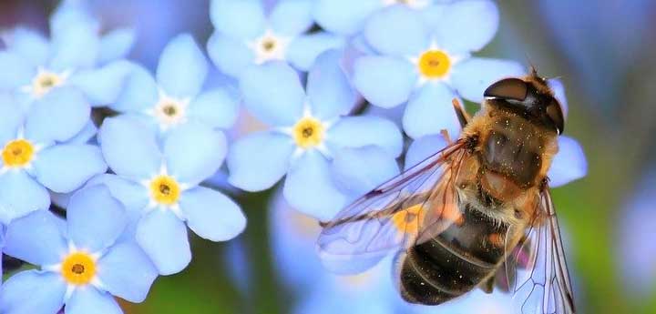 learn how to make honey