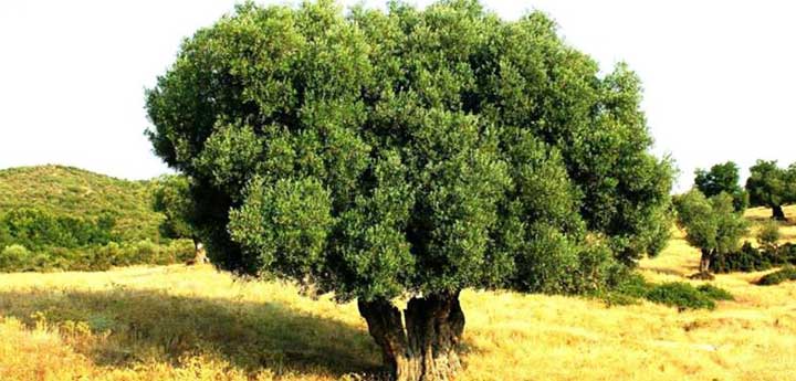 education trip olives
