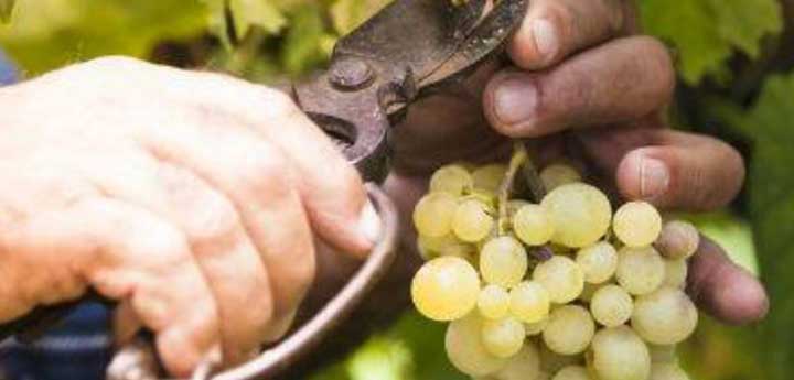 wine tasting trip