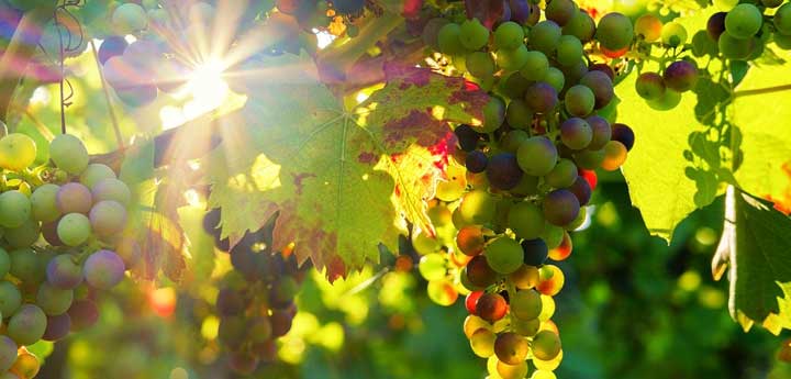 wine tasting tour