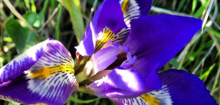 flowers and fauna Messinia