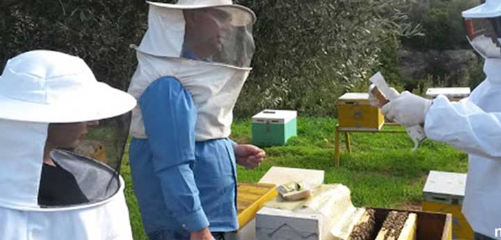 bee keeping honey making tour
