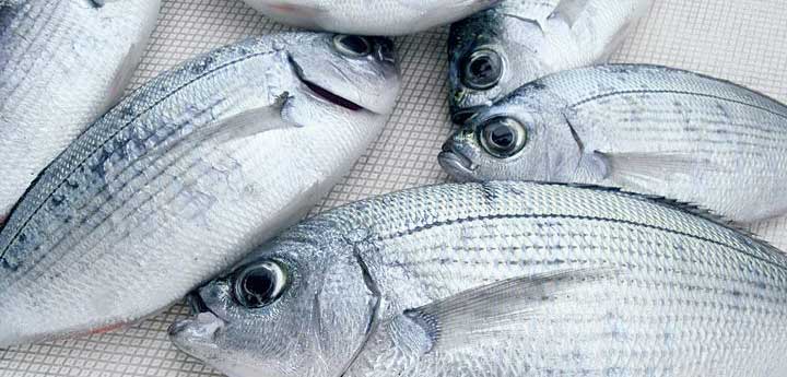 fishing trips boat yacht Kalamata Messinia