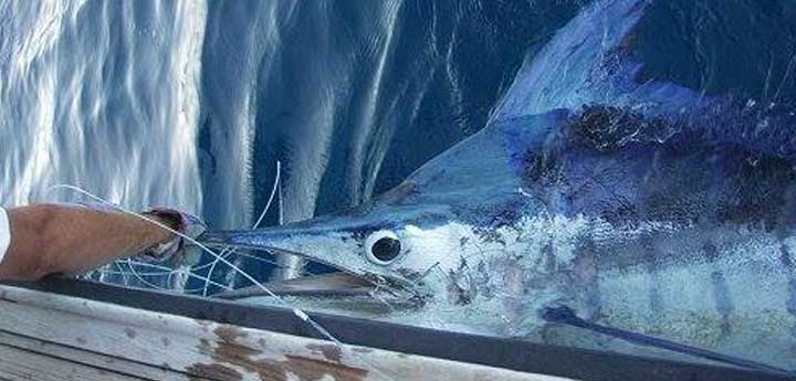 fishing trips and tours Kalamata Koroni