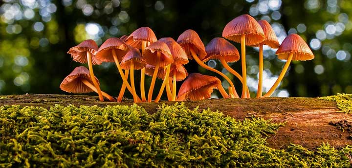 mushrooms in Messinia